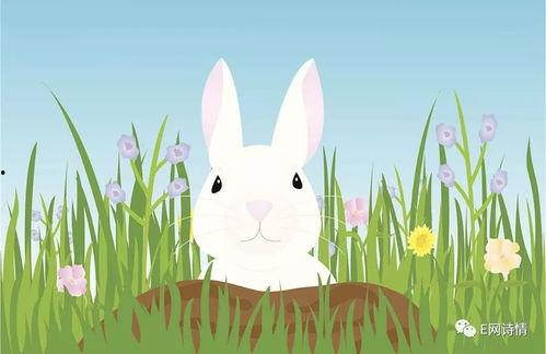 我是兔子王,传奇兔子的奇幻冒险之旅